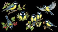 Colorful blue and yellow tit birds isolated on transparent background, ready for t-shirt design, clipart, stickers, sublimation and print-on-demand projects.