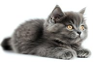 Adorable gray long-haired kitten with bright yellow eyes lying on white background, isolated cutout for design projects and pet industry marketing materials.