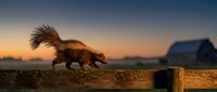 Squirrel with bushy tail walking on wooden fence at golden hour sunset with barn in background countryside scene for nature and wildlife concepts.