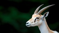 Elegant gazelle with distinctive horns and white fur against dark green background, showcasing graceful profile and alert expression. Wildlife photography concept.