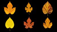 Six vibrant autumn leaves in yellow, orange, and red tones, isolated on transparent background. Ready for fall clipart, stickers, t-shirt design, and print on demand.