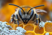 Extreme macro portrait of mining bee on honeycomb showing detailed face, antennae and compound eyes against vibrant orange background with white pollen dusting.