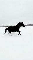 Silhouette of a black horse galloping through deep snow in a winter landscape with bare trees and forest in the background, captured in monochrome.