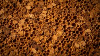 Porous volcanic rock surface with natural honeycomb texture and warm brown coloration for geological and natural background applications.