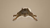 Energetic squirrel leaping mid-air with paws outstretched, captured against a neutral beige background, showcasing dynamic wildlife motion.
