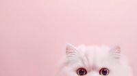 Adorable white fluffy kitten with big red eyes on soft pink background for cute pet designs and nursery decor projects.
