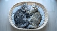 Two adorable tabby kittens cuddling together in wicker basket with soft white cushion. Cozy pet comfort and feline friendship concept for home decor.