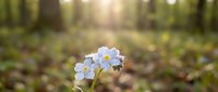 Delicate blue forget-me-not flowers bloom in soft sunlight with blurred forest background, suitable for nature, spring, and botanical design projects.