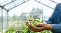 Fresh green peas in farmer's hands inside greenhouse. Organic vegetable harvest, sustainable agriculture, and farm-to-table produce concept for agricultural and food industry use.
