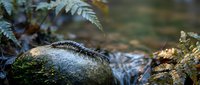 Moss-covered rock beside flowing stream with ferns in natural forest setting. Peaceful woodland water scene for nature and outdoor themes.