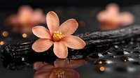 Delicate peach blossom with water drops on black stone surface with reflection. Soft bokeh lights create spa atmosphere. Zen wellness concept for meditation.