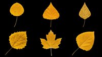 Six golden autumn leaves isolated on transparent background, ready for t-shirt design, stickers, clipart, print on demand, and sublimation projects.