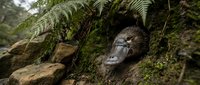 Ancient stone face sculpture covered in moss and ferns emerging from forest ground, mystical archaeological artifact in natural woodland setting.