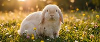 White fluffy rabbit sitting in sunny meadow with yellow wildflowers and green grass, ideal for spring and nature themes.