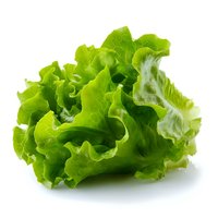 Fresh green lettuce leaf isolated on white background, crisp curly leaves showing natural texture and vibrant color. Ready for food design and packaging.