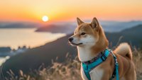 Shiba Inu dog wearing turquoise harness sitting on mountain overlooking lake at golden hour sunset with warm orange sky and peaceful landscape scenery.