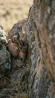 Two adorable caracal kittens nestled together in rocky crevice, showcasing natural wildlife behavior and sibling bond in their natural habitat.