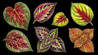 Colorful tropical leaves set isolated on transparent background, ready for stickers, t-shirt design, print on demand, sublimation, and clipart projects.