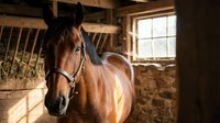 Brown horse wearing halter standing in rustic barn with hay and sunlight streaming through window, suitable for equestrian, farm, and animal care content.
