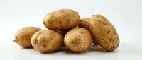 Fresh organic potatoes with natural skin blemishes isolated on white background for cooking and food preparation concepts.