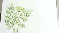 Fresh dill herb with delicate feathery leaves and yellow flower umbels on white background, isolated culinary ingredient for cooking and seasoning recipes.