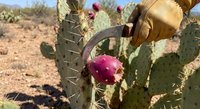 Desert prickly pear cactus with vibrant magenta fruits in arid landscape. Natural southwestern vegetation with colorful edible cactus pads for botanical studies.