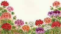 Colorful geranium flowers in watercolor style framing a soft cream background, featuring red, pink, purple, and white blooms with green foliage.