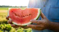 Farmer holding heart-shaped watermelon slice in field during harvest season, showcasing fresh organic produce and agricultural lifestyle for farming and food industry use.