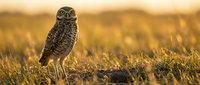 Small burrowing owl standing in golden grassland during sunset with warm lighting and shallow depth of field for wildlife photography projects.