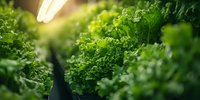 Fresh green lettuce growing in modern hydroponic greenhouse farm with LED lighting system. Sustainable agriculture and organic food production concept.