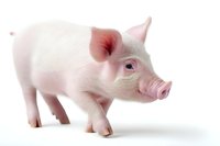 Young pink piglet standing on white background, isolated farm animal figure for agricultural and farming design projects and educational materials.