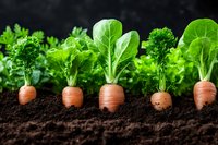 Fresh organic vegetables growing in rich soil, showing carrots with green tops at different growth stages against dark background.