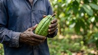 Male farmer with dark skin tone holding fresh green cucumber in garden setting, agricultural harvest and organic farming concept.
