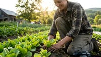 Middle-aged Caucasian male farmer in plaid shirt tending to fresh lettuce crops in organic vegetable garden during golden hour sunset on sustainable farm.