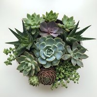 Diverse succulent arrangement with echeveria, haworthia and various desert plants in circular composition on white background for home decor projects.
