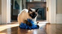 Siamese cat playing with blue toy on wooden floor in bright home interior with natural sunlight streaming through glass door.