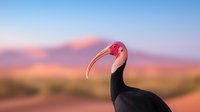 Close-up profile of a Northern Bald Ibis bird with distinctive curved beak against blurred desert landscape with pink-hued mountains at sunset.