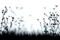 Silhouette of wild flowers and grass against light background, black and white nature scene with soft bokeh effect creates dreamy atmosphere.