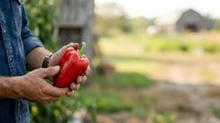 Farmer holding fresh red bell pepper in hands at rural farm field with blurred agricultural background, harvest season.