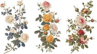 Elegant vintage botanical illustration set featuring three romantic rose compositions with climbing stems, perfect for wedding stationery, home decor and artistic projects.