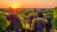 Ripe grape clusters hanging on vineyard vines during golden sunset harvest time with warm orange sky and rolling hills in background for winemaking industry.