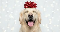 Happy golden retriever dog wearing red gift bow on head against festive bokeh lights background for holiday celebrations and Christmas greeting cards.