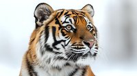 Majestic Siberian tiger head portrait against snowy winter background, close up view showing detailed fur texture and intense blue eyes.