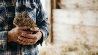 Farmer in plaid shirt holding brown rabbit in hands outdoors, agricultural livestock care and animal husbandry concept for farming industry.