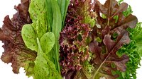 Fresh mixed salad greens with red and green lettuce leaves isolated on white background, showcasing vibrant organic produce for healthy eating.