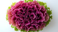 Vibrant purple ornamental kale head with ruffled leaves and delicate white edges surrounded by fresh green outer leaves against white background, isolated for design use.