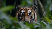 Young Bengal tiger peering through dense jungle foliage, showcasing intense blue eyes and distinctive orange and black striped fur pattern.