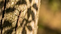 Brown praying mantis camouflaged on tree bark in natural forest habitat with soft blurred background for wildlife and nature photography projects.