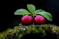Fresh red lingonberries with water drops on green leaves against dark background, close-up macro shot showing morning dew and moss details.