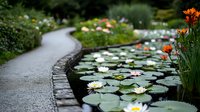 Tranquil garden path curves alongside pond with blooming water lilies and orange lilies on shore, creating serene botanical landscape with stone border.